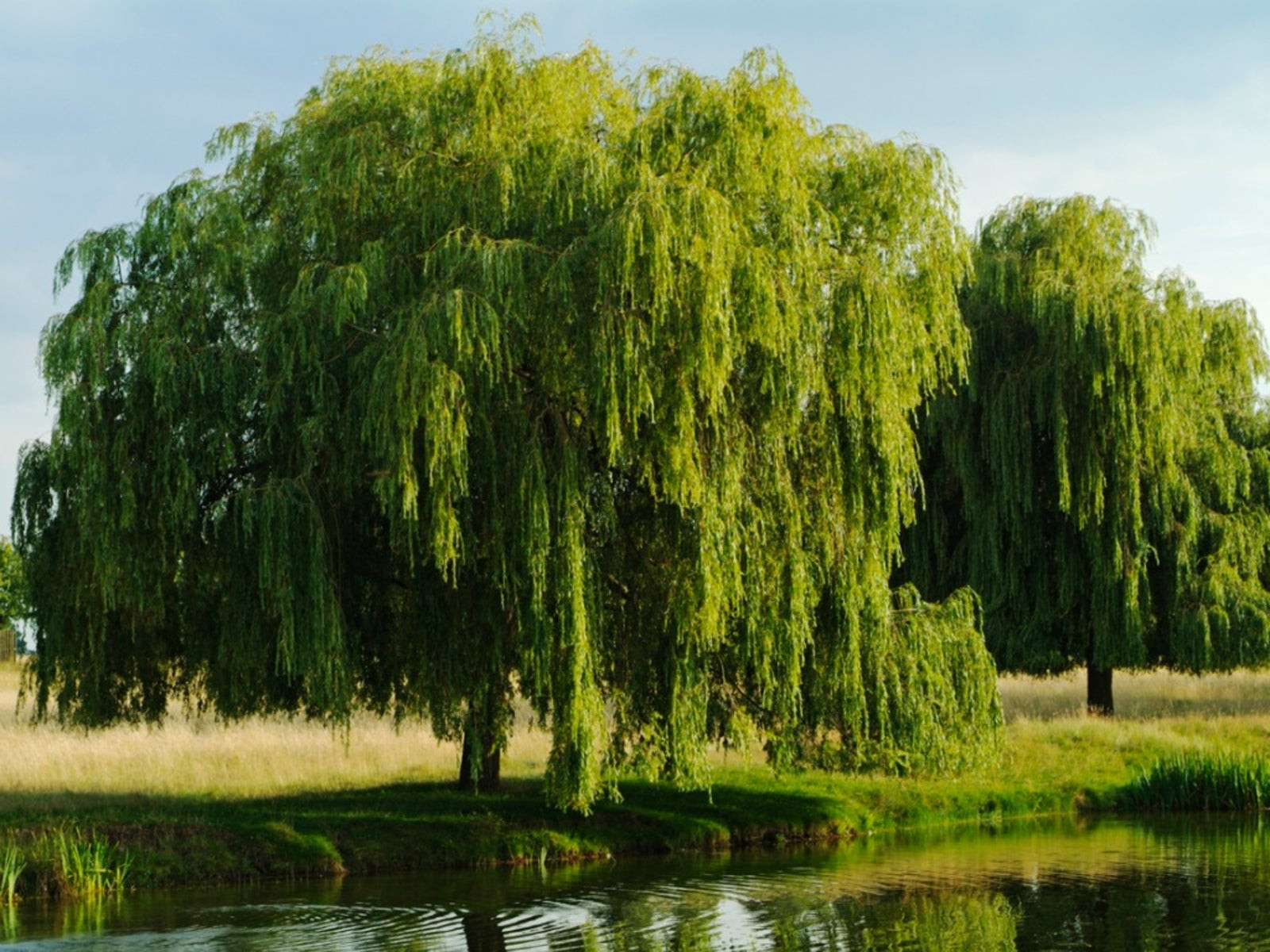 Willow Tree Care - Tips For Planting Willow Trees In The Landscape