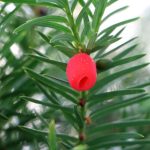 Yew – Planting, Pruning, And Caring For Yew, Including Topiary