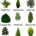 Yew Tree Facts, Types, Identification, Diseases, Pictures
