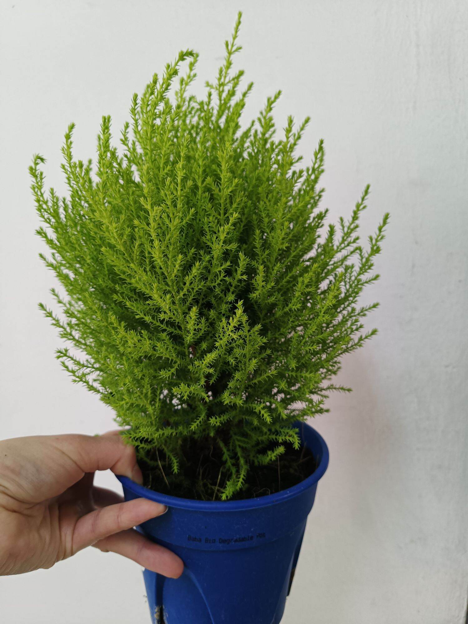 Yyt 🪴 Goldcrest/Lemon Cypress 150P香松0Christmas Pine Tree Outdoor Live  Plant Pokok Hiasan