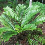 Zamia Furfuracea (Cardboard Palm) | Plants, Shade Plants, Tropical