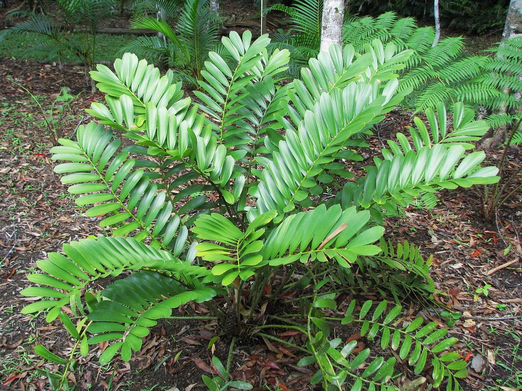 Zamia Furfuracea (Cardboard Palm) | Plants, Shade Plants, Tropical