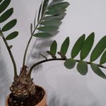 Zamia Furfuracea Plant Tree In 6 Inch Terra Pot, Furniture & Home