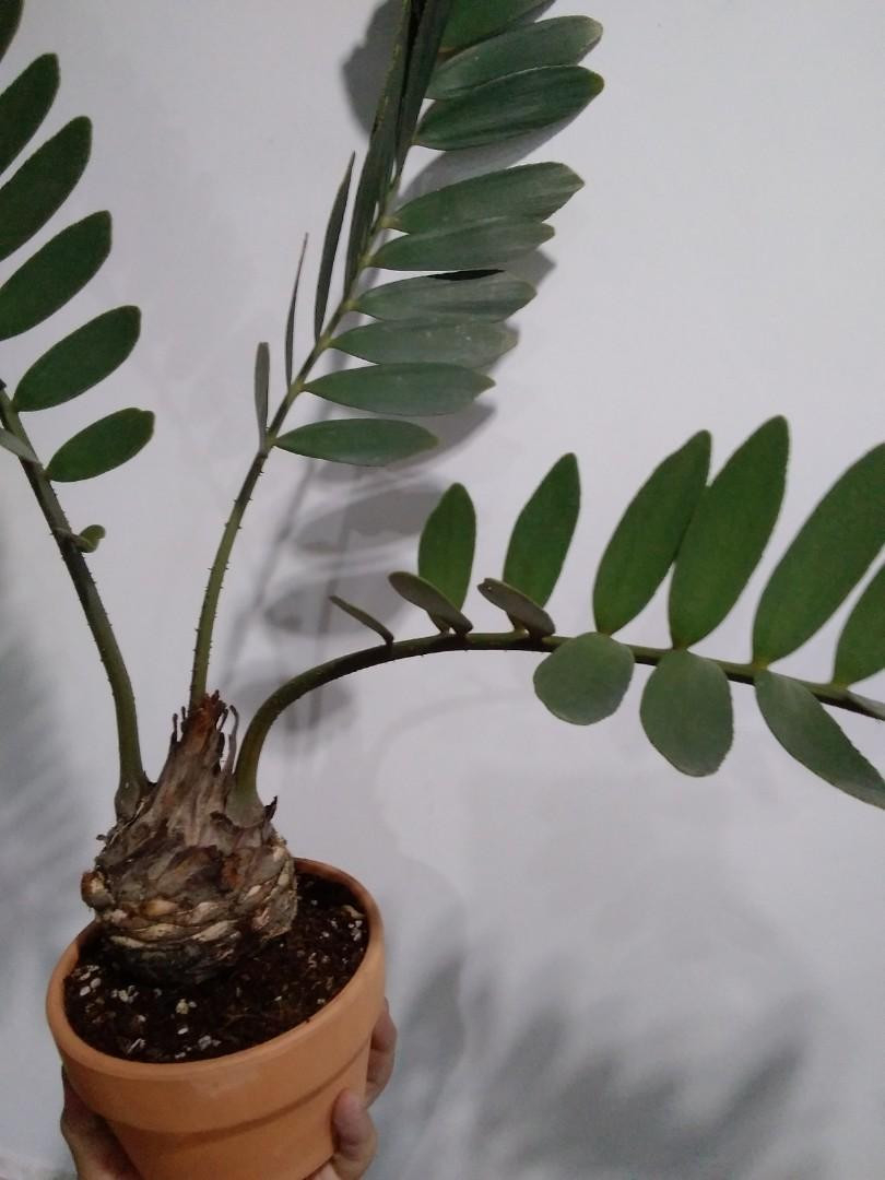 Zamia Furfuracea Plant Tree In 6 Inch Terra Pot, Furniture & Home